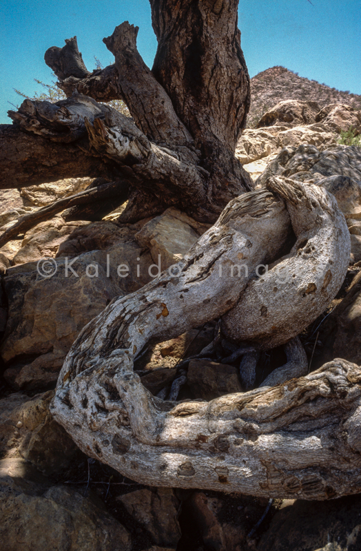 Africa;Djibouti;Kaleidos;Kaleidos images;Tarek Charara;Tree trunk;Trees;Trunks