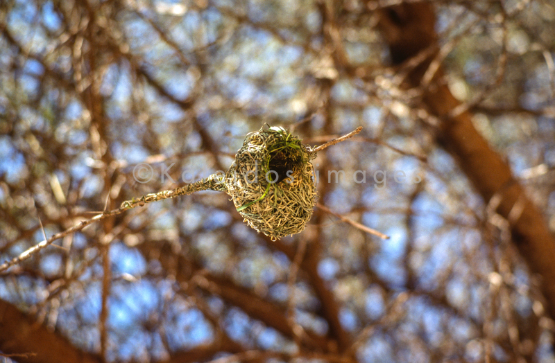 Africa;Djibouti;Kaleidos;Kaleidos images;Nests;Ploceus cucullatus;Tarek Charara;Village Weaver;Black-headed weaver;Spotted-backed weaver