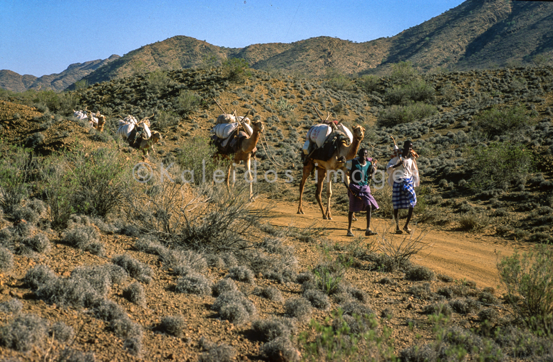 Africa;Caravans;Deserts;Djibouti;Dromedaries;Dromedary;Kaleidos;Kaleidos images;Man;Men;Tarek Charara