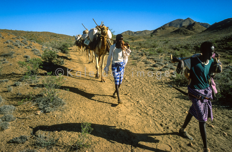Africa;Caravans;Deserts;Djibouti;Dromedaries;Dromedary;Kaleidos;Kaleidos images;Man;Men;Tarek Charara