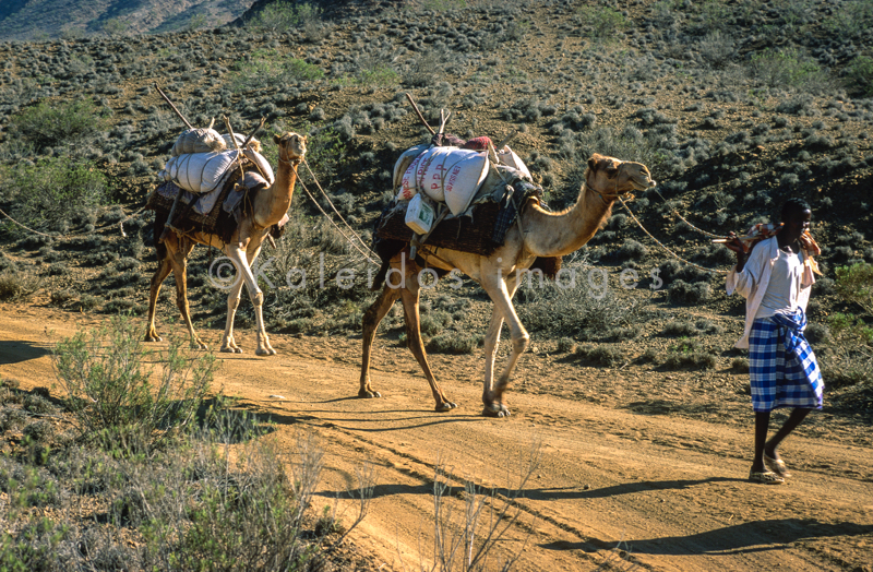 Africa;Caravans;Deserts;Djibouti;Dromedaries;Dromedary;Kaleidos;Kaleidos images;Man;Men;Tarek Charara