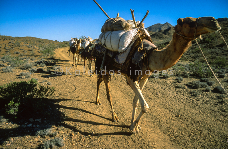 Africa;Caravans;Deserts;Djibouti;Dromedaries;Dromedary;Kaleidos;Kaleidos images;Man;Men;Tarek Charara