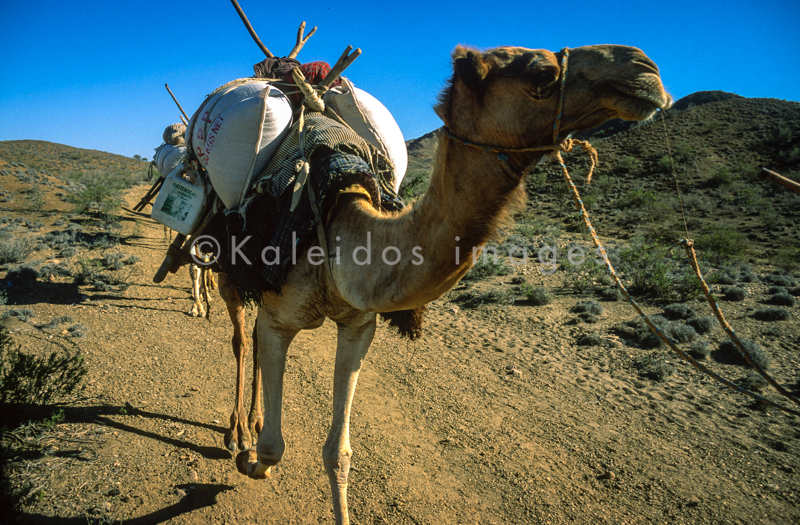 Africa;Caravans;Deserts;Djibouti;Dromedaries;Dromedary;Kaleidos;Kaleidos images;Man;Men;Tarek Charara