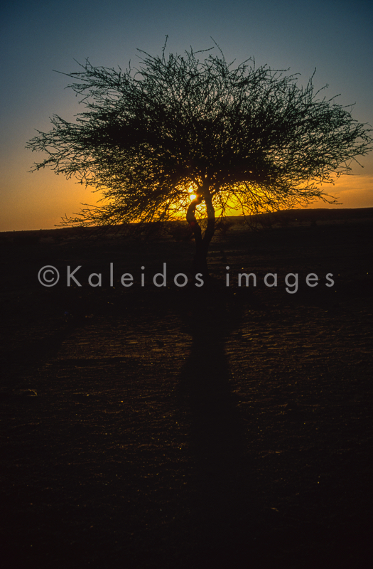 Acacia;Acacieae;Africa;Djibouti;Kaleidos;Kaleidos images;Sun set;Sunset;Tarek Charara;Twilight
