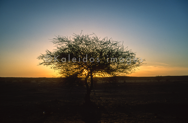 Acacia;Acacieae;Africa;Djibouti;Kaleidos;Kaleidos images;Sun set;Sunset;Tarek Charara;Twilight