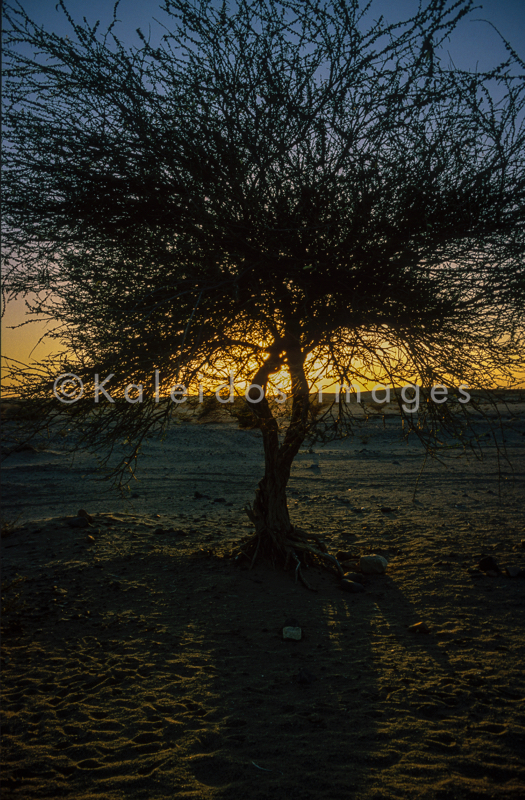 Acacia;Acacieae;Africa;Djibouti;Kaleidos;Kaleidos images;Sun set;Sunset;Tarek Charara;Twilight