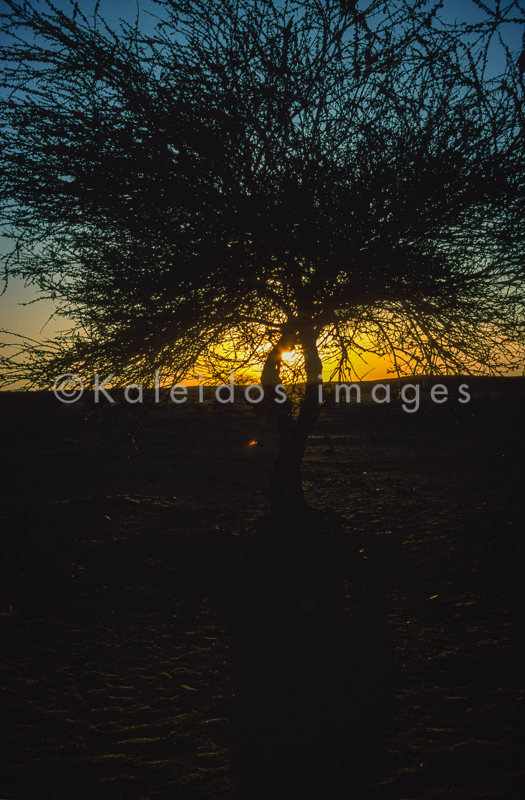 Acacia;Acacieae;Africa;Djibouti;Kaleidos;Kaleidos images;Sun set;Sunset;Tarek Charara;Twilight