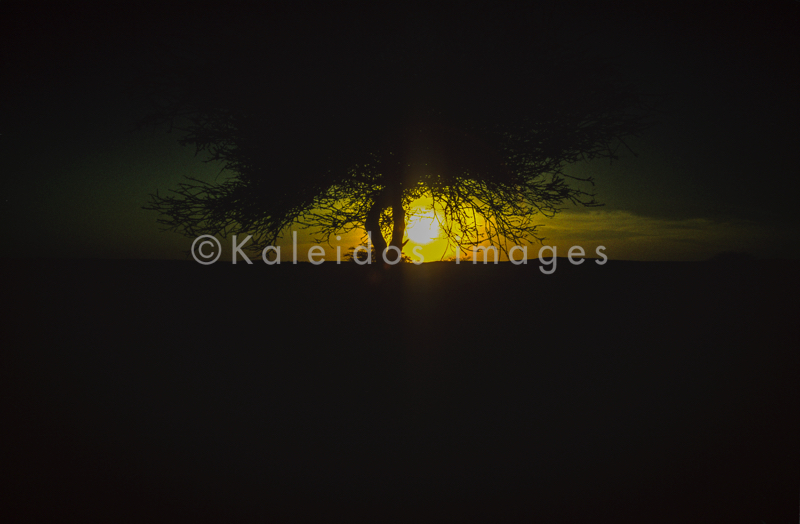 Acacia;Acacieae;Africa;Djibouti;Kaleidos;Kaleidos images;Sun set;Sunset;Tarek Charara;Twilight