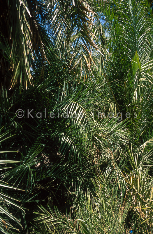 Africa;Arecaceae;Djibouti;Kaleidos;Kaleidos images;Oasis;Palm;Palm Grove;Palm Trees;Palmae;Tarek Charara