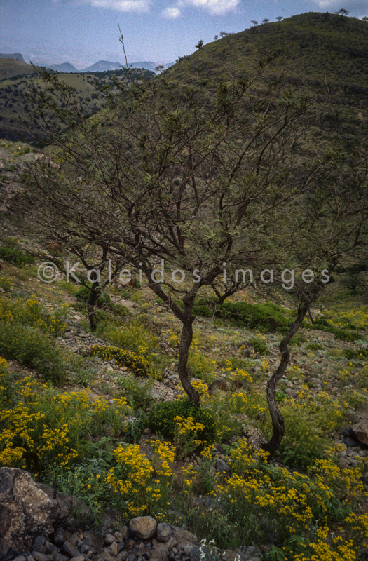 Africa;Afrique;Djibouti;Kaleidos;Kaleidos images;Landscapes;Paysages;Tarek Charara