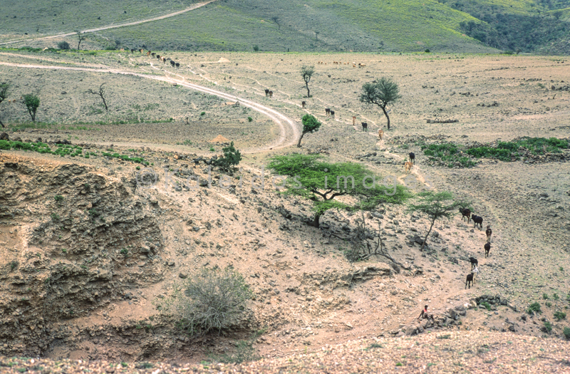 Africa;Afrique;Djibouti;Kaleidos;Kaleidos images;Landscapes;Paysages;Tarek Charara