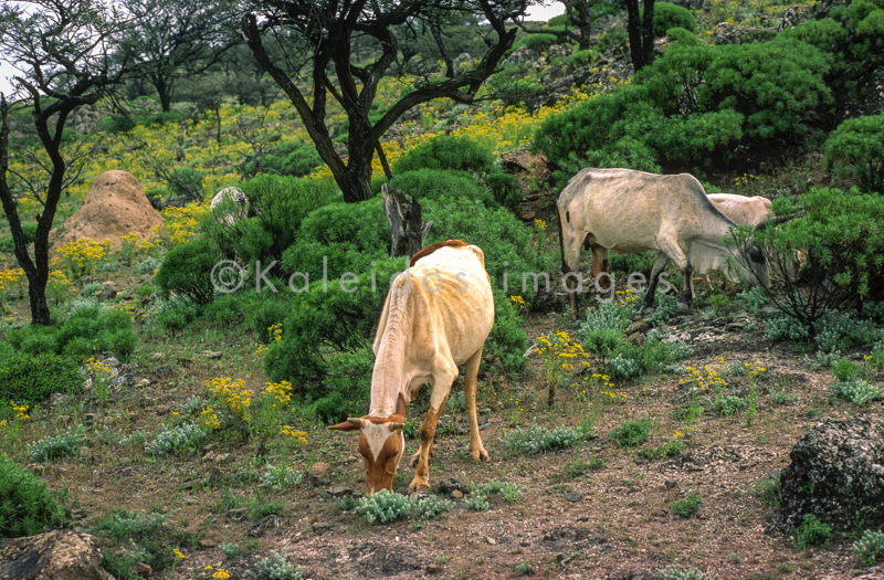 Africa;Afrique;Djibouti;Kaleidos;Kaleidos images;Tarek Charara