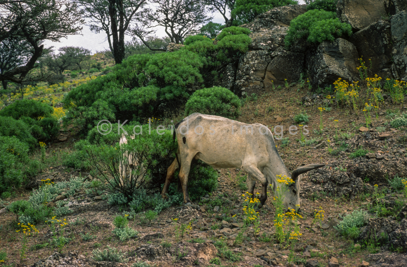 Africa;Afrique;Djibouti;Kaleidos;Kaleidos images;Tarek Charara