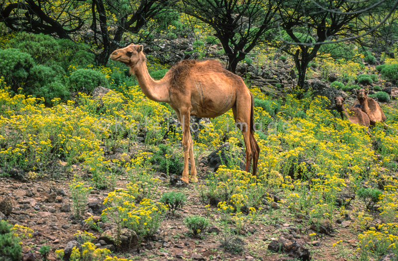 Africa;Afrique;Djibouti;Kaleidos;Kaleidos images;Tarek Charara