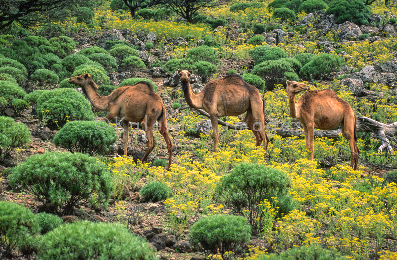Africa;Afrique;Djibouti;Kaleidos;Kaleidos images;Tarek Charara