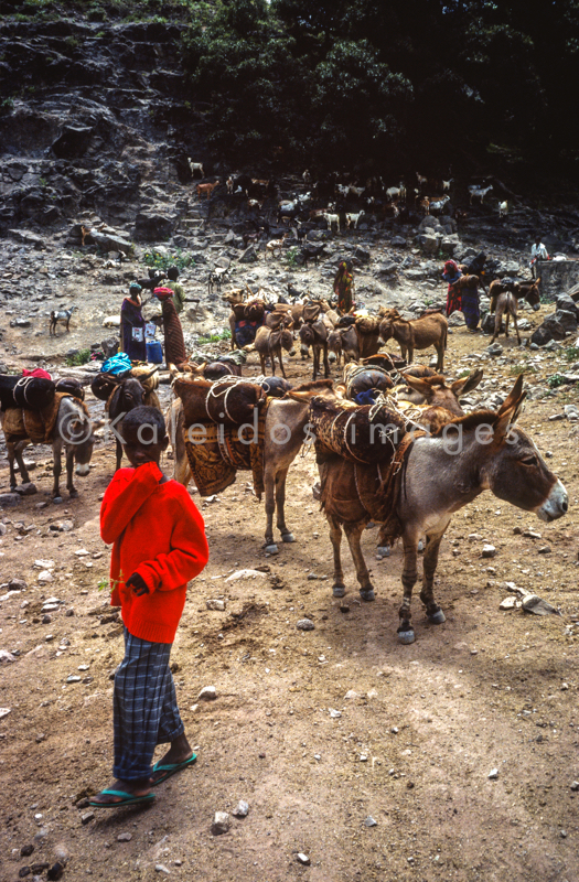 Africa;Afrique;Boy;Boys;Child;Children;Colors;Colour;Colours;Couleurs;Djibouti;Donkey;Donkeys;Enfant;Enfants;Garçon;Garçons;Kaleidos;Kaleidos images;Randa;Red;Rouge;Tarek Charara;color;couleur;Âne;Ânes