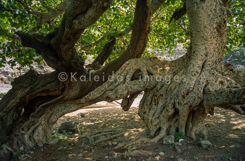 Africa;Afrique;Djibouti;Kaleidos;Kaleidos images;Tarek Charara