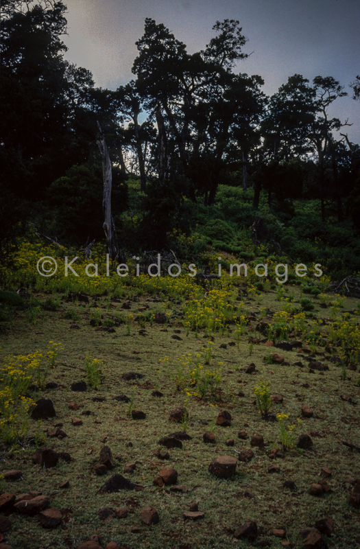 Africa;Afrique;Djibouti;Kaleidos;Kaleidos images;Landscapes;Paysages;Tarek Charara