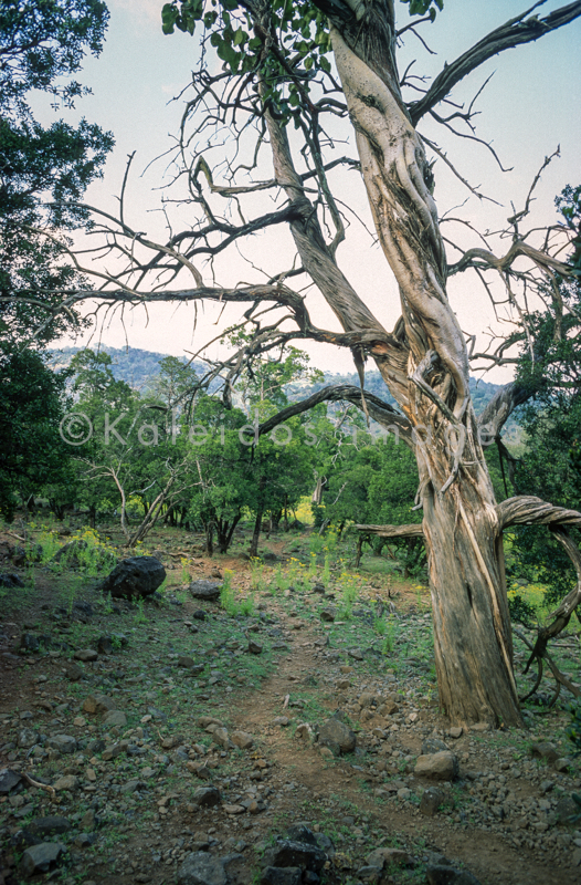 Africa;Afrique;Djibouti;Kaleidos;Kaleidos images;Landscapes;Paysages;Tarek Charara