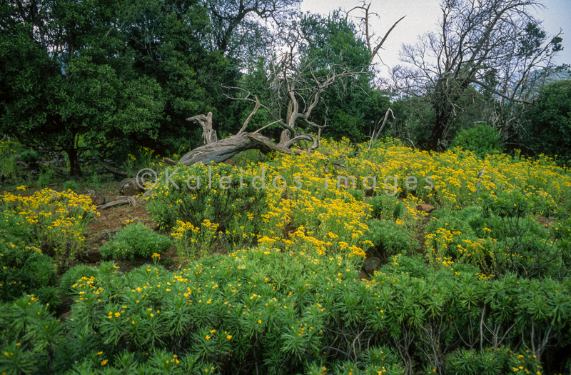 Africa;Afrique;Djibouti;Kaleidos;Kaleidos images;Landscapes;Paysages;Tarek Charara