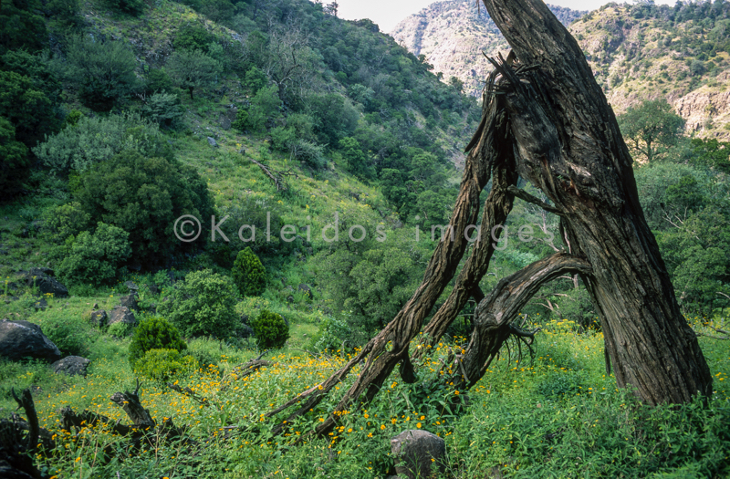 Africa;Afrique;Djibouti;Kaleidos;Kaleidos images;Landscapes;Paysages;Tarek Charara