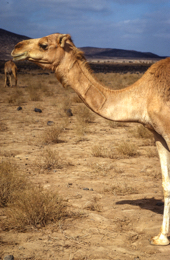 Africa;Desert;Deserts;Djibouti;Dromedaries;Dromedary;Kaleidos;Kaleidos-images;Landscapes;Tarek-Charara