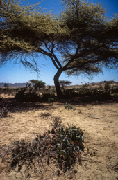 Acacia;Acacieae;Africa;Deserts;Djibouti;Kaleidos;Kaleidos-images;Landscapes;Mimosoideae;Tarek-Charara;Trees