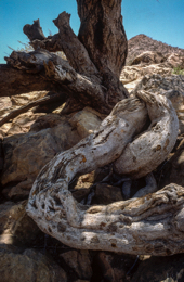 Africa;Djibouti;Kaleidos;Kaleidos-images;Tarek-Charara;Tree-trunk;Trees;Trunks
