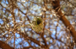 Africa;Djibouti;Kaleidos;Kaleidos-images;Nests;Ploceus-cucullatus;Tarek-Charara;Village-Weaver;Black-headed-weaver;Spotted-backed-weaver
