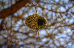 Africa;Djibouti;Kaleidos;Kaleidos-images;Nests;Ploceus-cucullatus;Tarek-Charara;Village-Weaver;Black-headed-weaver;Spotted-backed-weaver