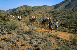 Africa;Caravans;Deserts;Djibouti;Dromedaries;Dromedary;Kaleidos;Kaleidos-images;Man;Men;Tarek-Charara