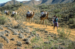 Africa;Caravans;Deserts;Djibouti;Dromedaries;Dromedary;Kaleidos;Kaleidos-images;Man;Men;Tarek-Charara