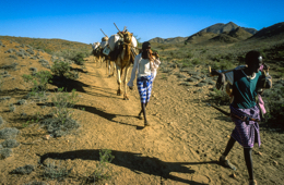 Africa;Caravans;Deserts;Djibouti;Dromedaries;Dromedary;Kaleidos;Kaleidos-images;Man;Men;Tarek-Charara