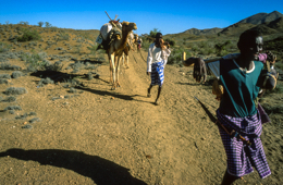 Africa;Caravans;Deserts;Djibouti;Dromedaries;Dromedary;Kaleidos;Kaleidos-images;Man;Men;Tarek-Charara