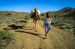 Africa;Caravans;Deserts;Djibouti;Dromedaries;Dromedary;Kaleidos;Kaleidos-images;Man;Men;Tarek-Charara