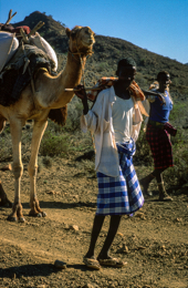 Africa;Caravans;Deserts;Djibouti;Dromedaries;Dromedary;Kaleidos;Kaleidos-images;Man;Men;Tarek-Charara