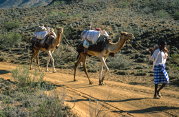 Africa;Caravans;Deserts;Djibouti;Dromedaries;Dromedary;Kaleidos;Kaleidos-images;Man;Men;Tarek-Charara