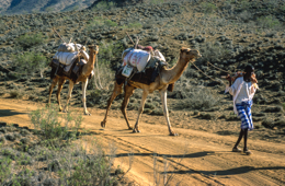 Africa;Caravans;Deserts;Djibouti;Dromedaries;Dromedary;Kaleidos;Kaleidos-images;Man;Men;Tarek-Charara