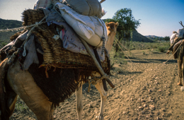 Africa;Caravans;Deserts;Djibouti;Dromedaries;Dromedary;Kaleidos;Kaleidos-images;Man;Men;Tarek-Charara