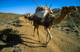 Africa;Caravans;Deserts;Djibouti;Dromedaries;Dromedary;Kaleidos;Kaleidos-images;Man;Men;Tarek-Charara