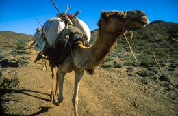 Africa;Caravans;Deserts;Djibouti;Dromedaries;Dromedary;Kaleidos;Kaleidos-images;Man;Men;Tarek-Charara