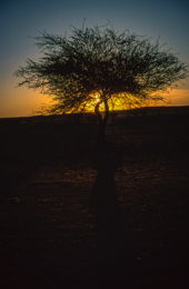 Acacia;Acacieae;Africa;Djibouti;Kaleidos;Kaleidos-images;Sun-set;Sunset;Tarek-Charara;Twilight