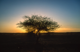 Acacia;Acacieae;Africa;Djibouti;Kaleidos;Kaleidos-images;Sun-set;Sunset;Tarek-Charara;Twilight