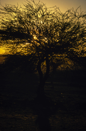 Acacia;Acacieae;Africa;Djibouti;Kaleidos;Kaleidos-images;Sun-set;Sunset;Tarek-Charara;Twilight