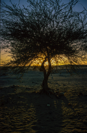 Acacia;Acacieae;Africa;Djibouti;Kaleidos;Kaleidos-images;Sun-set;Sunset;Tarek-Charara;Twilight