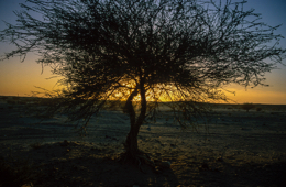 Acacia;Acacieae;Africa;Djibouti;Kaleidos;Kaleidos-images;Sun-set;Sunset;Tarek-Charara;Twilight