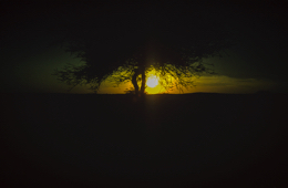 Acacia;Acacieae;Africa;Djibouti;Kaleidos;Kaleidos-images;Sun-set;Sunset;Tarek-Charara;Twilight