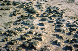Africa;Close-up;Detail;Djibouti;Kaleidos;Kaleidos-images;Lake-Abbe;Lake-Abhe-Bad;Mud;Tarek-Charara