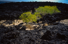 Africa;Afrique;Djibouti;Ghoubbet-el-Kharab;Ghoubet-al-Kharab;Kaleidos;Kaleidos-images;Landscapes;Paysages;Tarek-Charara