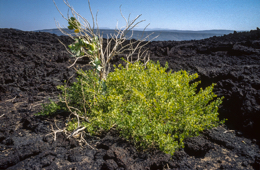 Africa;Afrique;Djibouti;Ghoubbet-el-Kharab;Ghoubet-al-Kharab;Kaleidos;Kaleidos-images;Landscapes;Paysages;Tarek-Charara